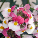 Nemesia Lady Penelope